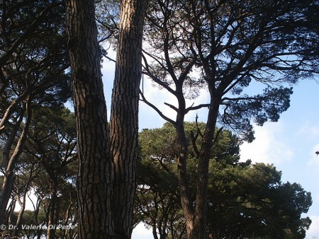 Continua attenzione al rispetto dell'ambiente e della sua ecologia..